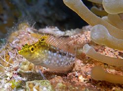 This little Diamond Blenny is one of the most colorful fi... by Jim Chambers 